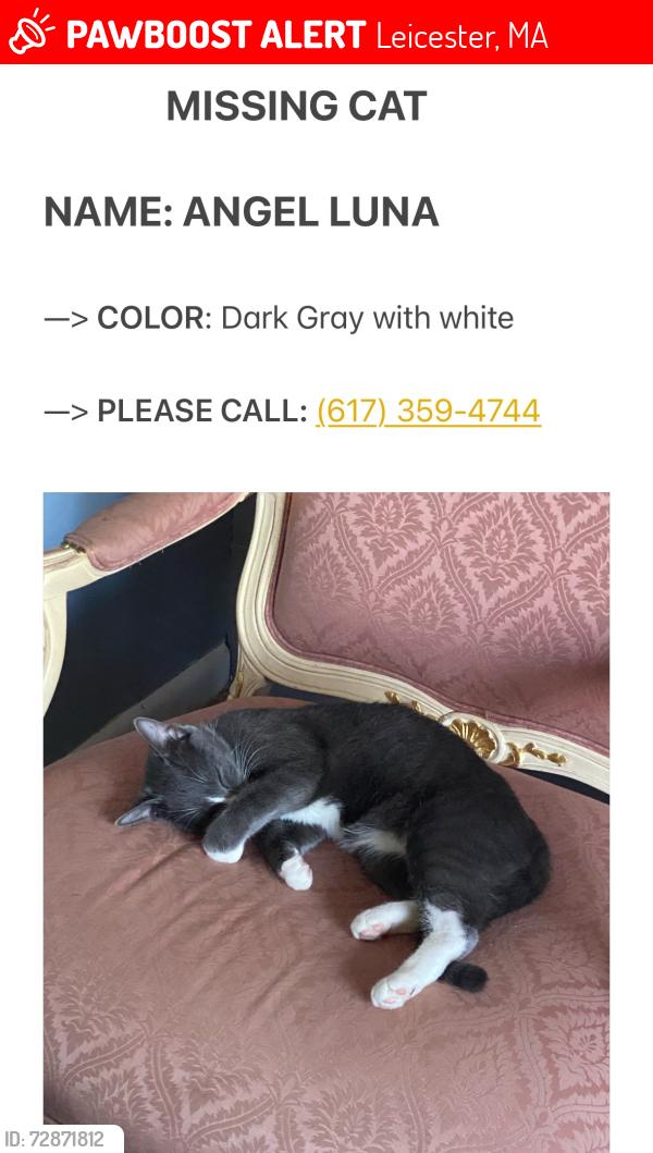 Lost Female Cat last seen Near pine street Leicester, Leicester, MA 01524
