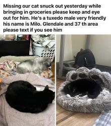 Lost Male Cat last seen Near th and Glendale , Sioux Falls, SD 57105
