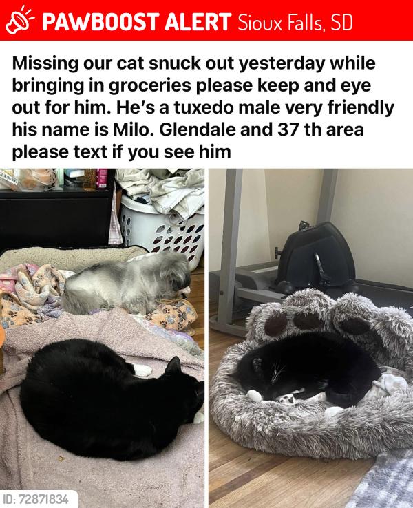 Lost Male Cat last seen Near th and Glendale , Sioux Falls, SD 57105