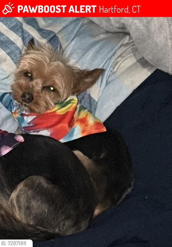 Lost Male Dog last seen Zion and Curtis st Hartford ct 06106, Hartford, CT 06106