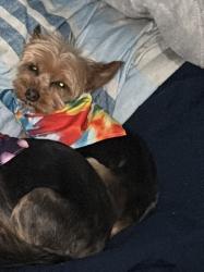Lost Male Dog last seen Zion and Curtis st Hartford ct 06106, Hartford, CT 06106
