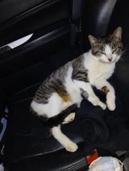 Reunited Female Cat last seen Hillside and Nancy Street , Bloomington, IN 47401