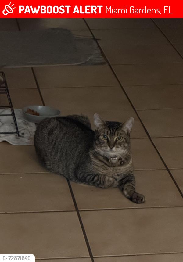 Lost Female Cat last seen Palmetto expressway, Miami Gardens, FL 33055