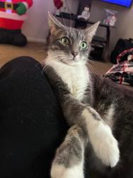 Lost Female Cat last seen Belmont apmts , Richmond, VA 23234