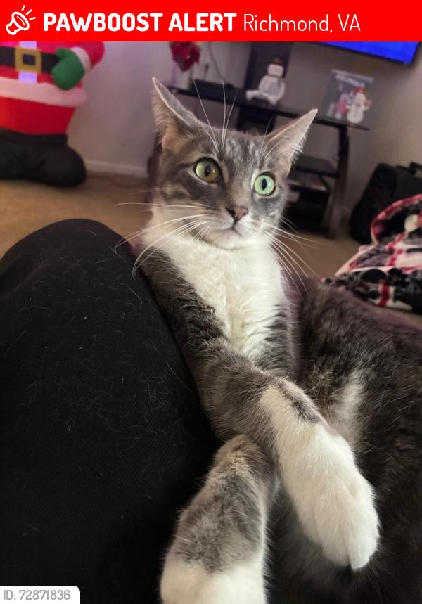 Lost Female Cat last seen Belmont apmts , Richmond, VA 23234