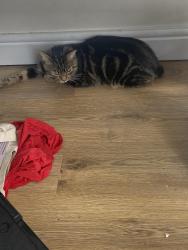 Lost Male Cat last seen Alexandra park , Greater London, England HA2 8TD