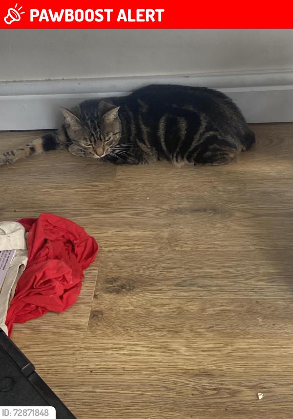 Lost Male Cat last seen Alexandra park , Greater London, England HA2 8TD