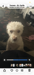 Lost Female Dog last seen Speedway and Rosemont , Tucson, AZ 85712