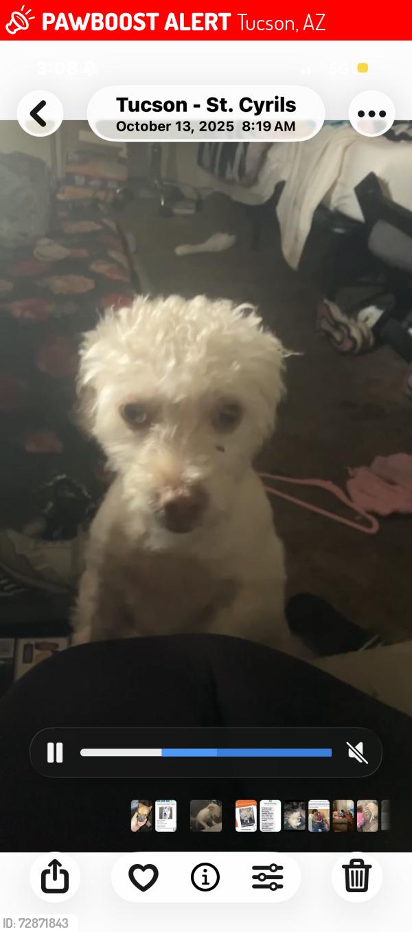 Lost Female Dog last seen Speedway and Rosemont , Tucson, AZ 85712