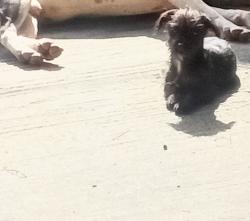 Lost Male Dog last seen Randolph and Alameda st, Huntington Park, CA 90001