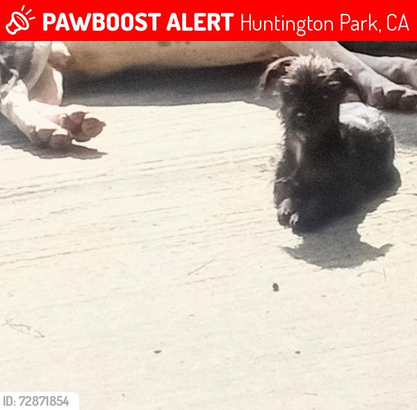 Lost Male Dog last seen Randolph and Alameda st, Huntington Park, CA 90001