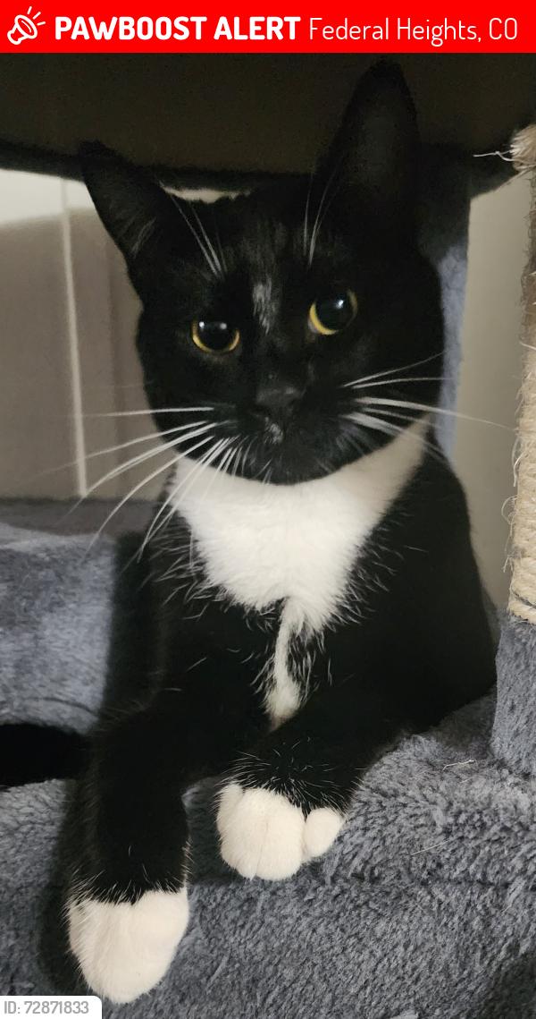 Lost Female Cat last seen Kimberly hills federal heights, Federal Heights, CO 80260