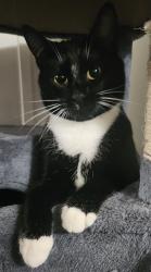 Lost Female Cat last seen Kimberly hills federal heights , Federal Heights, CO 80260