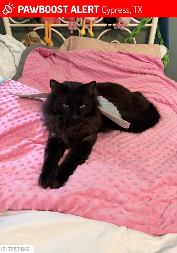 Lost Male Cat last seen Kitzman Rd & Cypress Hollow Dr, Cypress, TX 77429