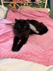 Lost Male Cat last seen Kitzman Rd & Cypress Hollow Dr, Cypress, TX 77429
