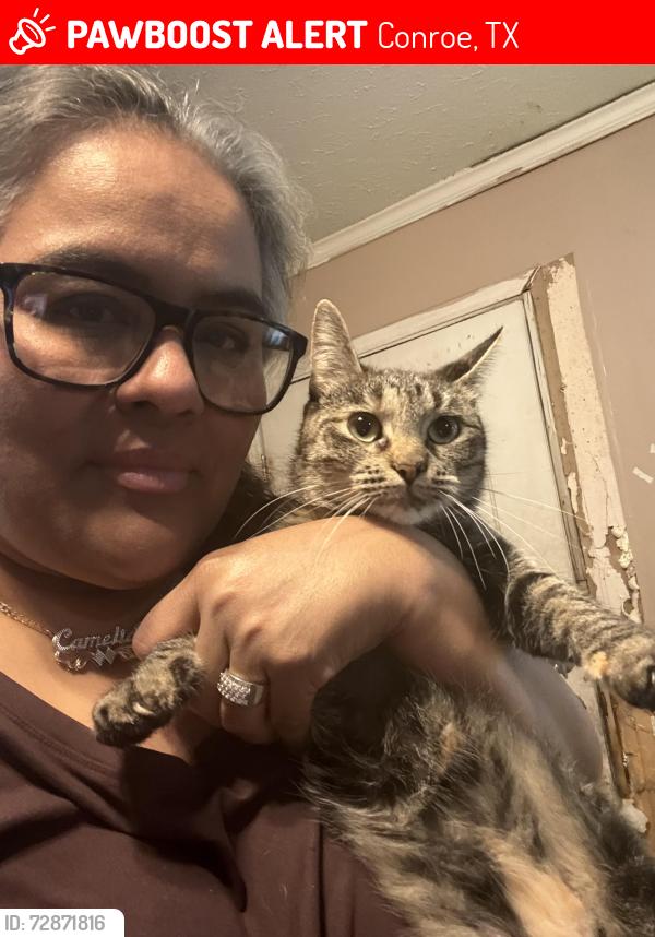 Lost Female Cat last seen Near Highline oaks W, Conroe, TX 77306