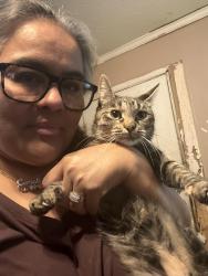 Lost Female Cat last seen Near Highline oaks W, Conroe, TX 77306