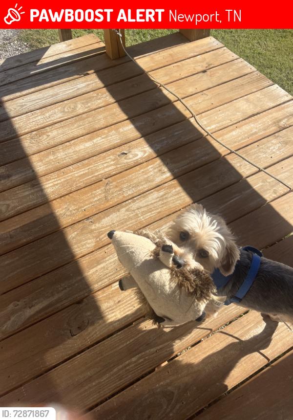 Lost Male Dog last seen Near patter ln road, Newport, TN 37821