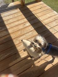 Lost Male Dog last seen Near patter ln road, Newport, TN 37821