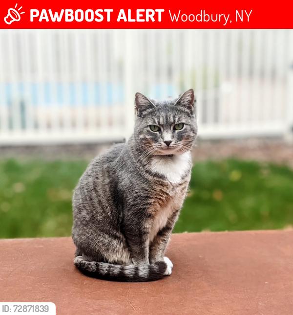 Lost Female Cat last seen Highland Woods Blvd, Brigadoon, Evans St, Woodbury, NY 10930