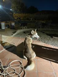 Reunited Female Dog last seen Near points park Laredo texas, Laredo, TX 78043
