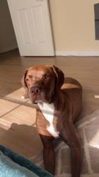 Reunited Male Dog last seen San Filipo and Wakefield , Palm Bay, FL 32909