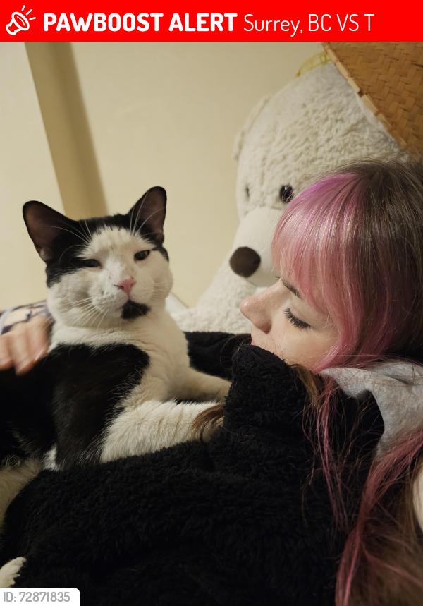 Lost Male Cat last seen Enver Creek Park, Surrey, BC V3S 2T9