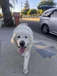 Found/Stray Male Dog last seen el dorado elementary , Los Angeles, CA 91342