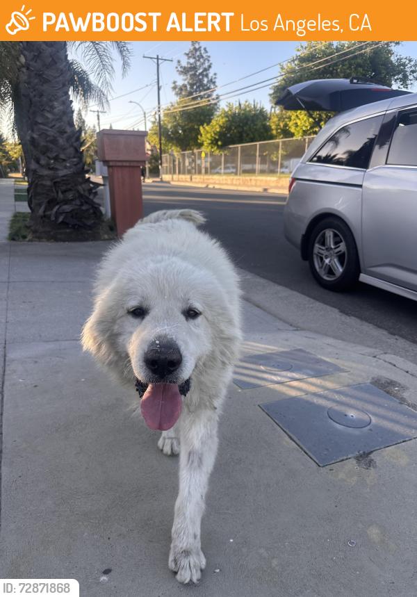 Found/Stray Male Dog last seen el dorado elementary , Los Angeles, CA 91342