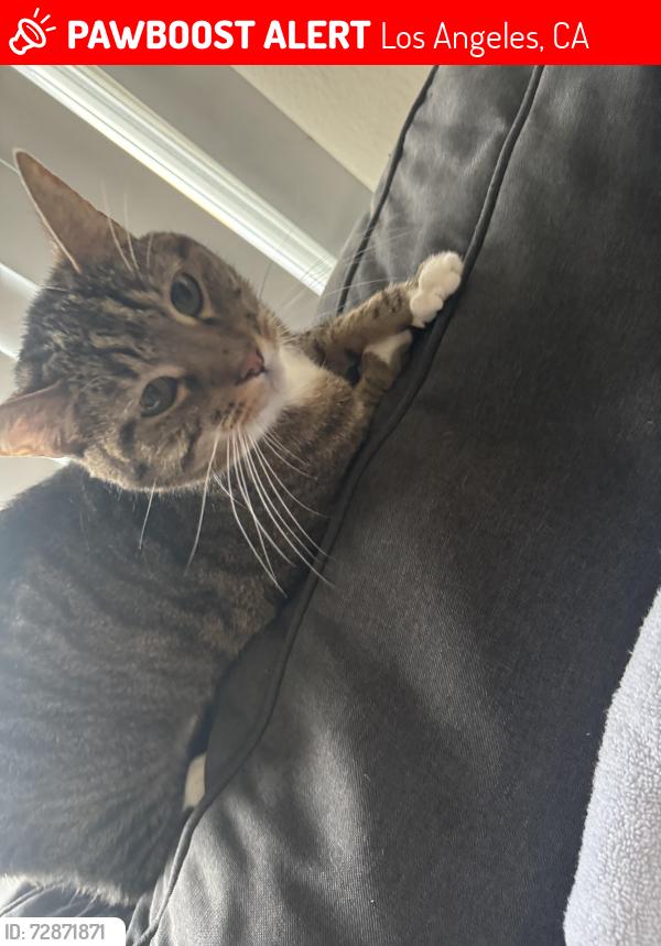 Lost Male Cat last seen Nordhoff and cedros, Los Angeles, CA 91402