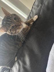 Lost Male Cat last seen Nordhoff and cedros, Los Angeles, CA 91402
