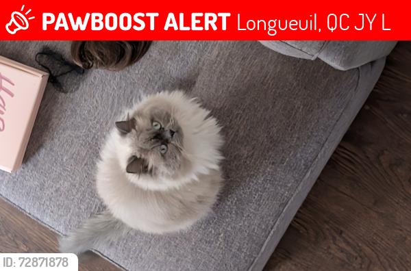 Lost Male Cat last seen Caron , Longueuil, QC J3Y 5L6