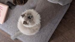Lost Male Cat last seen Caron , Longueuil, QC J3Y 5L6