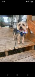 Lost Male Dog last seen Patter Ln, Newport, TN 37821