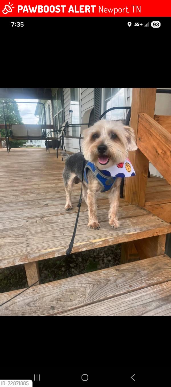 Lost Male Dog last seen Patter Ln, Newport, TN 37821
