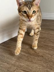 Lost Male Cat last seen Near Calle Delphina, San Juan Capistrano, CA 92675