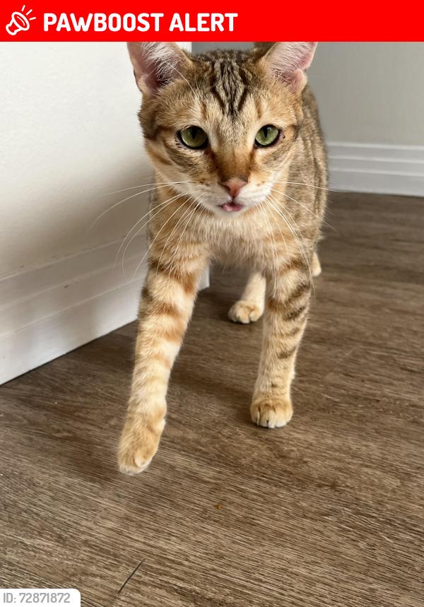 Lost Male Cat last seen Near Calle Delphina, San Juan Capistrano, CA 92675