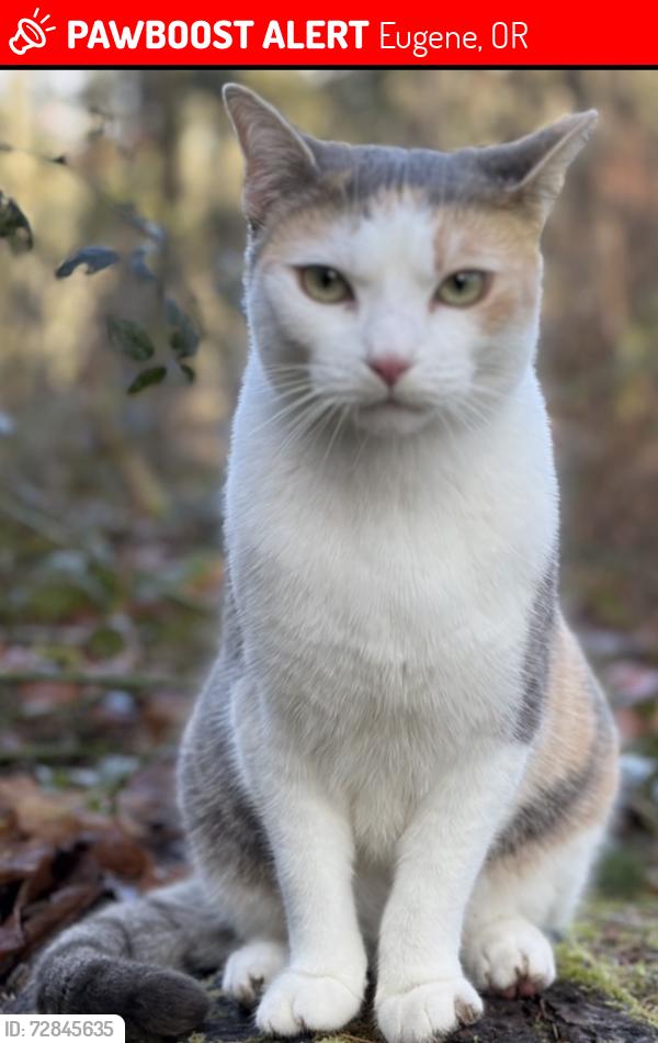 Lost Female Cat last seen Hendricks Park, Capital Drive, Cupola Drive, Highland Drive, Eugene, OR 97403