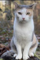 Lost Female Cat last seen Hendricks Park, Capital Drive, Cupola Drive, Highland Drive, Eugene, OR 97403