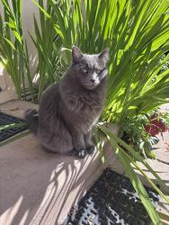 Lost Male Cat last seen 24th, Sacramento, CA 95816