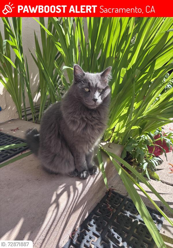 Lost Male Cat last seen 24th, Sacramento, CA 95816