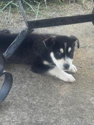 Found/Stray Unknown Dog last seen 42nd German Church , Indianapolis, IN 46235