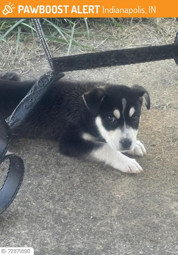 Found/Stray Unknown Dog last seen 42nd German Church , Indianapolis, IN 46235