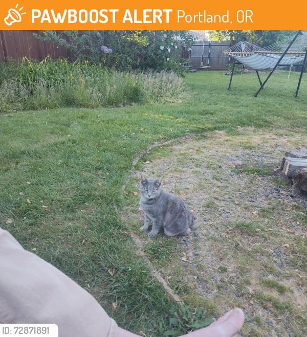 Found/Stray Female Cat last seen 115th and Bush , Portland, OR 97266