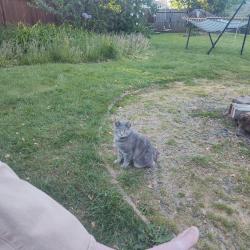 Found/Stray Female Cat last seen 115th and Bush , Portland, OR 97266