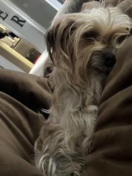 Lost Female Dog last seen In wolfforth between Cambridge and alcove, Wolfforth, TX 79382