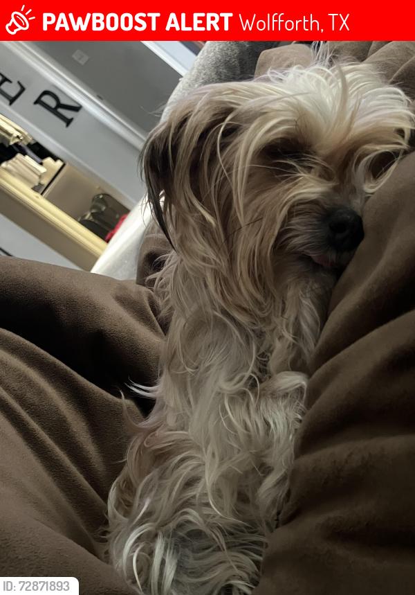 Lost Female Dog last seen In wolfforth between Cambridge and alcove, Wolfforth, TX 79382