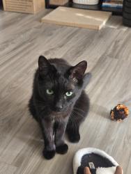 Lost Male Cat last seen Harvard st and 228th street, Torrance, CA 90501