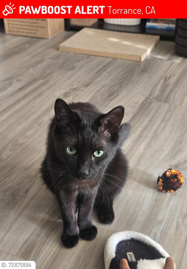 Lost Male Cat last seen Harvard st and 228th street, Torrance, CA 90501