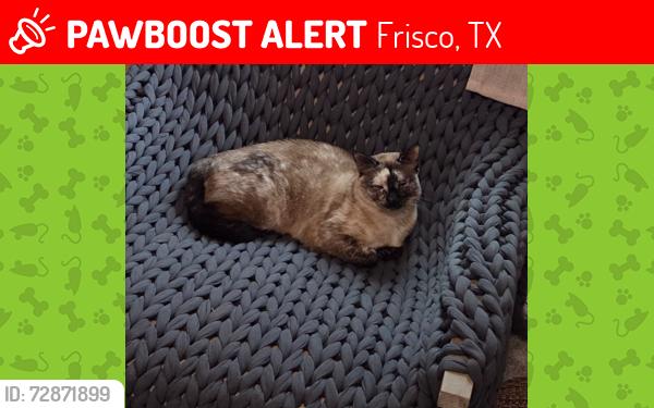Lost Female Cat last seen Stonebrook and Sand Castle Drive, Frisco, TX 75036